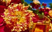 Prismatic Peony 2.jpg